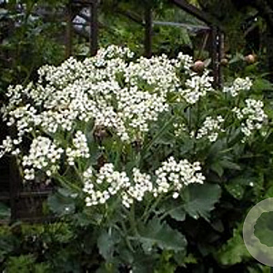 Crambe maritima GM zaad 100 gram