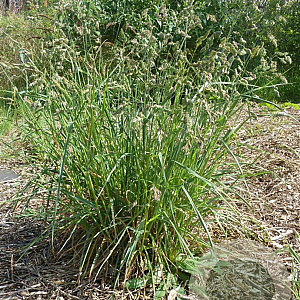 Dactylis glomerata GM zaad 100 gram