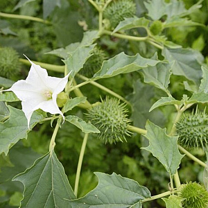 Datura stramonium GM zaad KG
