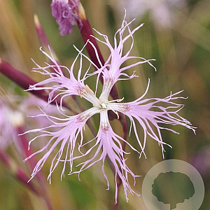 Dianthus superbus GM zaad KG