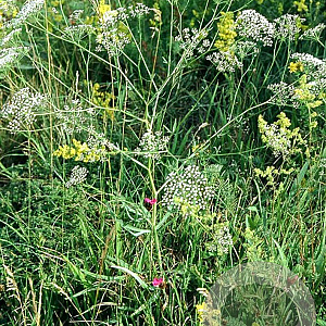 Falcaria vulgaris GM zaad 100 gram