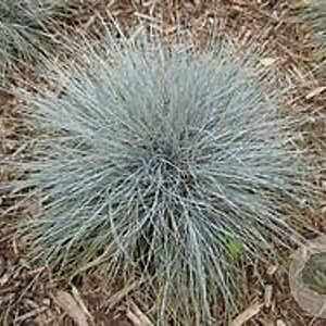 Festuca ovina GM zaad 100 gram