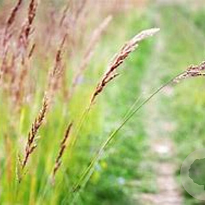 Festuca rubra GM zaad 100 gram