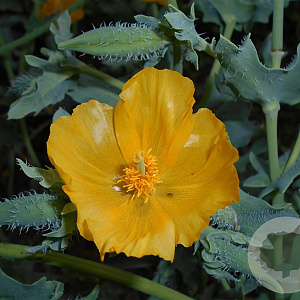 Glaucium flavum GM zaad KG