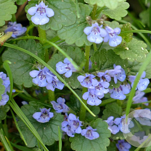 Glechoma hederacea GM zaad 100 gram