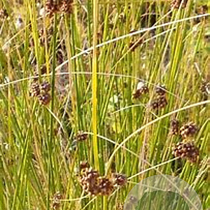Juncus conglomeratus GM zaad KG