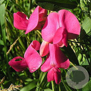 Lathyrus tuberosus GM zaad 100 gram