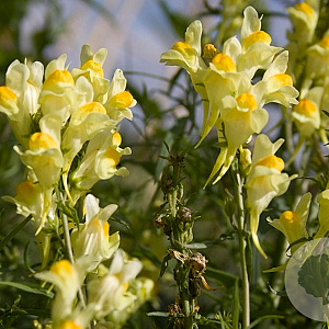 Linaria vulgaris GM zaad KG