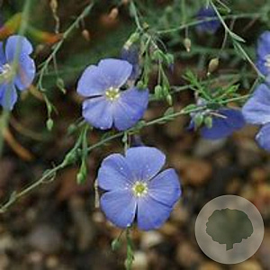 Linum perenne GM zaad KG