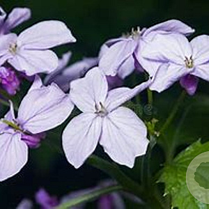 Lunaria rediviva GM zaad 100 gram