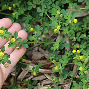 Medicago lupulina GM zaad 100 gram