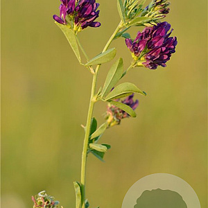 Medicago sativa GM zaad KG
