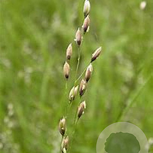 Melica uniflora GM zaad 100 gram
