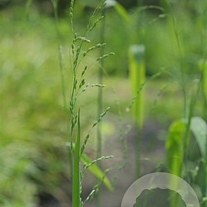 Milium effusum GM zaad KG