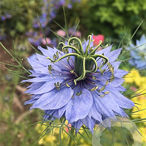 Nigella sativa GM zaad 100 gram