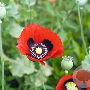 Papaver somniferum GM zaad KG