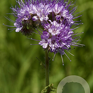 Phacelia Tanacetifolia GM zaad 100 gram