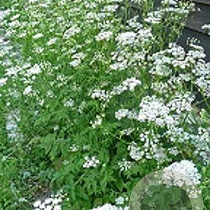 Pimpinella major GM zaad KG