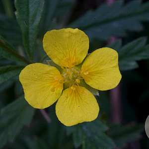 Potentilla erecta GM zaad KG