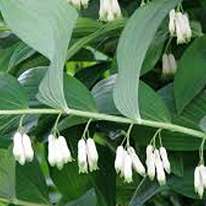 Polygonatum multiflorum GM zaad 100 gram