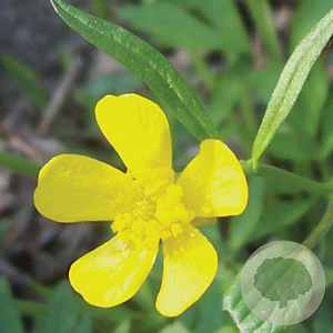 Ranunculus acris GM zaad KG