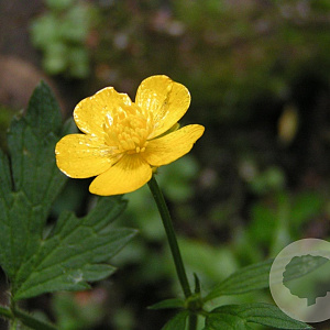 Ranunculus repens GM zaad KG
