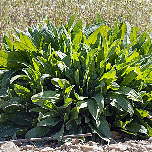 Rumex acetosella GM zaad 100 gram