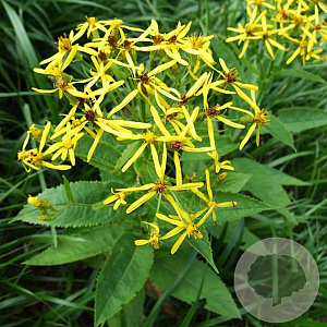 Senecio ovatus GM zaad 100 gram