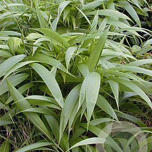 Setaria palmifolia GM zaad 100 gram