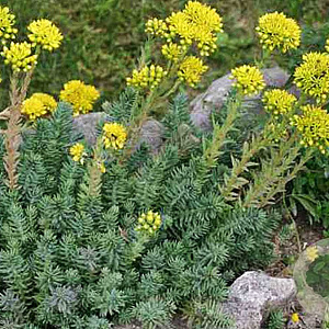 Sedum reflexum Rupestre GM zaad KG