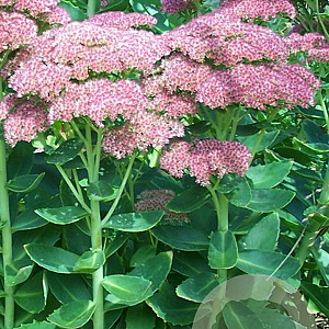 Sedum telephium GM zaad 100 gram