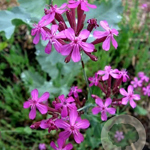 Silene armeria GM zaad 100 gram