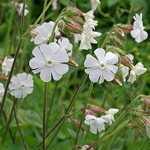 Silene latifolia ssp. Alba GM zaad 100 gram