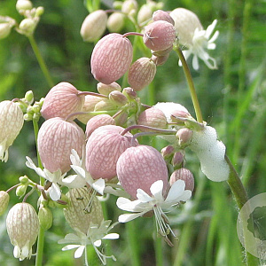 Silene vulgaris GM zaad KG