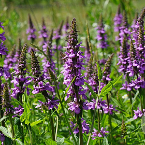 Stachys palustris GM zaad 100 gram