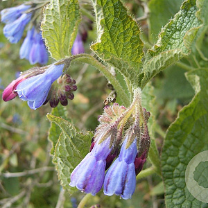 Symphytum asperum GM zaad KG
