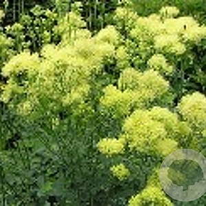 Thalictrum flavum GM zaad KG