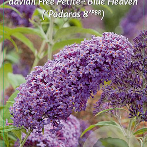 Buddleja Free Petite Blue Heaven 30-40 cm 2,5L