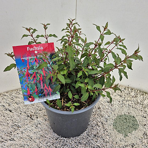 Fuchsia 'Riccartonii' 25 cm 2,5L