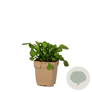 Leucanthemum vulgare GM  P11