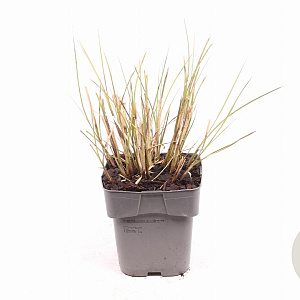 Miscanthus sin. 'Kleine Silbersp.' GM 2,0L