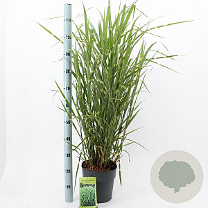 Miscanthus sin. 'Zebrinus' 50-80 cm 6,5L