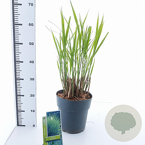 Miscanthus sin. 'Zebrinus' 50-80 cm 6,5L