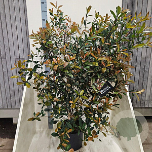 Photinia fraseri Carré Rouge 125-150 cm 20L