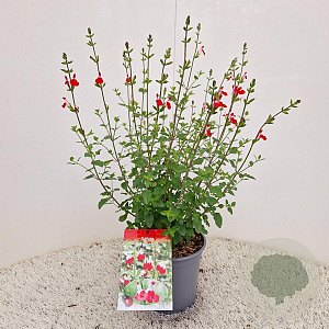 Salvia micr. 'Hot Lips' 30-35 cm 2,5L