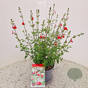 Salvia micr. 'Hot Lips' 30-35 cm 2,5L