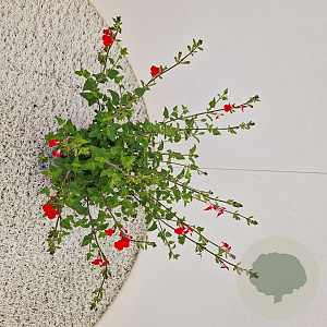 Salvia micr. 'Hot Lips' 30-35 cm 2,5L