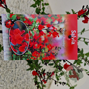 Salvia 'Royal Bumble' 30-35 cm 2,5L