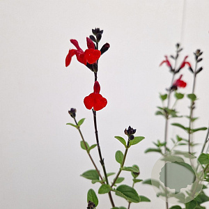 Salvia 'Royal Bumble' 30-35 cm 2,5L
