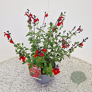 Salvia 'Royal Bumble' 30-35 cm 2,5L